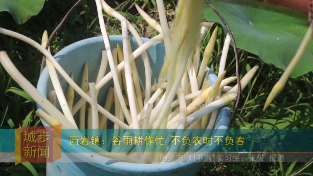 西岩镇:谷雨耕作忙 不负农时不负春