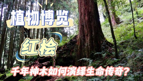 红桧:千年神木如何演绎生命传奇?_高清1080P在线观看平台_腾讯视频