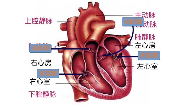 一分钟带你学懂心脏的结构和功能