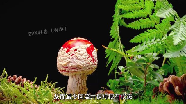 人体结构简直就是一个奇迹,任何一个器官都精密无比