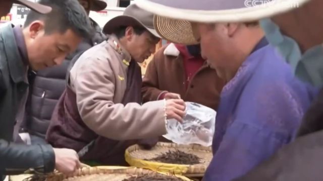 四川甘孜:新鲜虫草上市,药材市场交易忙