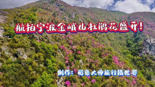 航拍宁波金峨山杜鹃花盛开