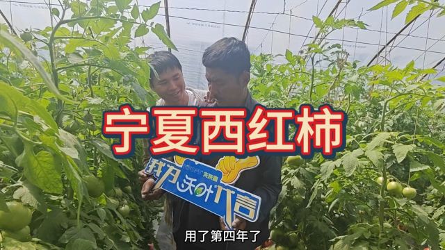 水溶肥宁夏李大哥西红柿用夫沃施沃叶水溶肥,定植后经历两次雨雪阴天,没有灰霉和病害,一层挂果68个,留八层果每一层长势健壮,亮度在市场上一...