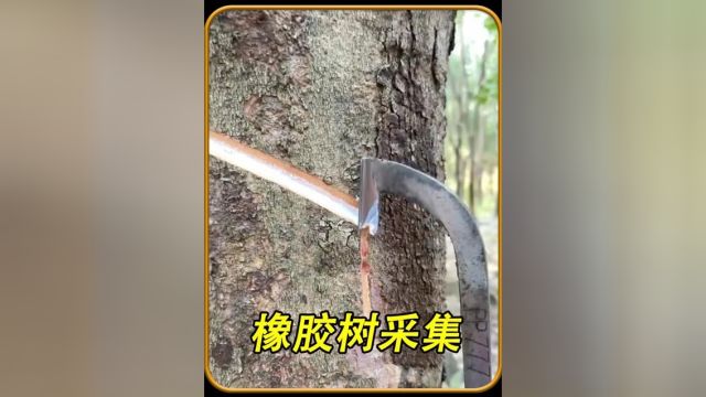 这棵树的树皮又厚又硬