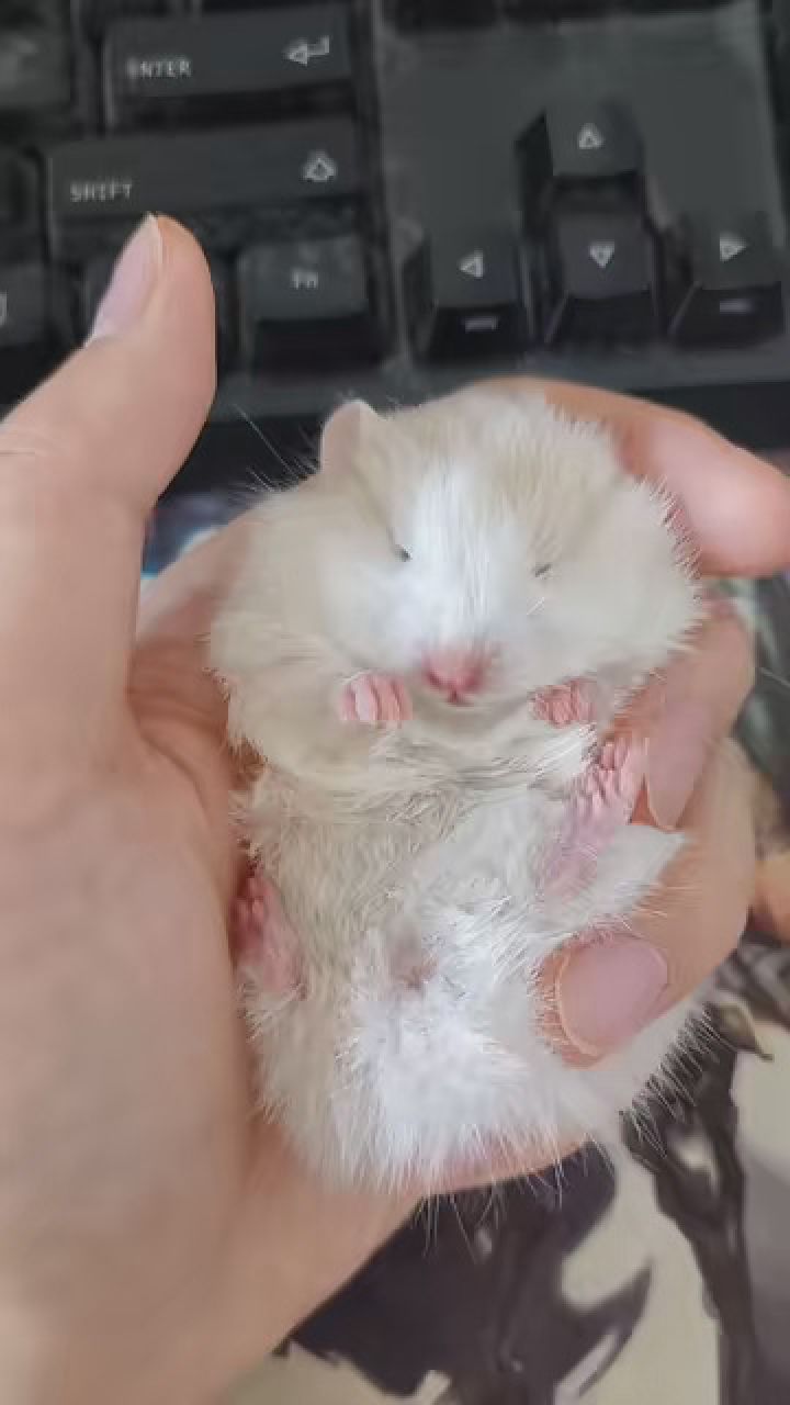 这是俺的baby! #宠物 #金丝熊 #仓鼠