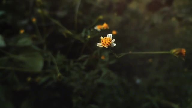 清风有闲,吹远浮华梦,阳光有暖,可温人间途.#风景