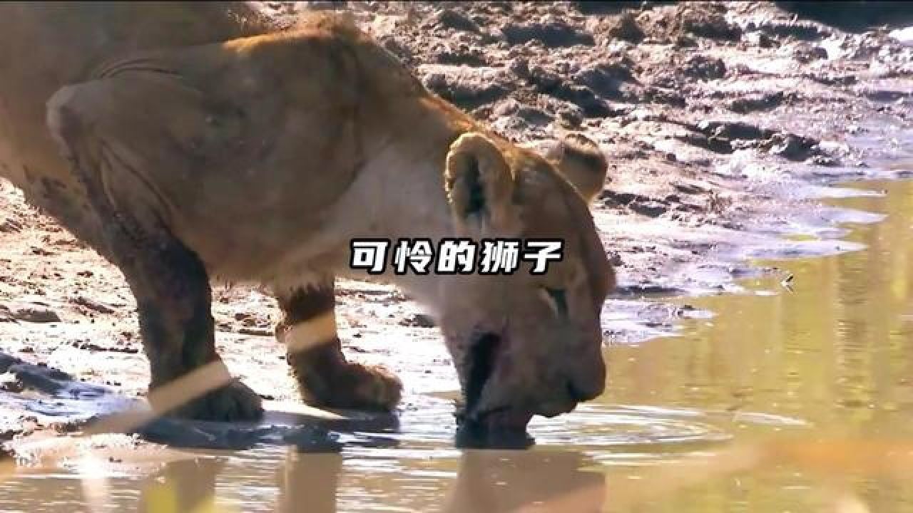 狮子嘴巴被河马咬坏还在顽强存活#野生动物零距离