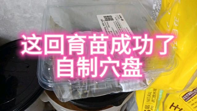 失败多次终于育苗成功,自制穴盘太给力了,这样播种成活率高