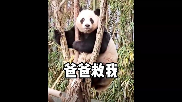 爱宝是不喜欢爬树吗?它是不喜欢丢脸,优雅著称的爱宝差点因为爬树熊设不保. # 睿宝辉宝 # 大熊猫福宝 # 大熊猫爱宝