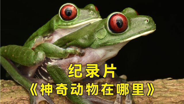 大型纪录片《神奇动物在哪里》