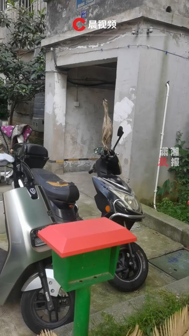 怪鸟笔挺站电动车上以为自己隐身了