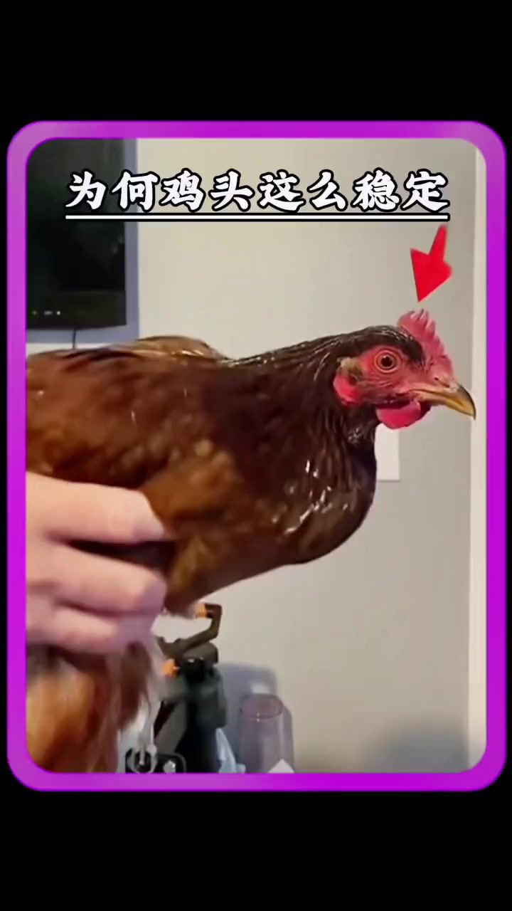 为何鸡头这么稳定