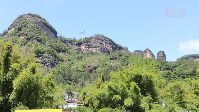 福建武夷山:采茶繁忙季 无人机来助力