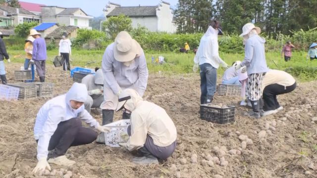 视频丨炎陵:科研促生产 乡村迎“薯”光