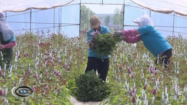 【新闻】程雪家庭农场:玫瑰花开采摘忙