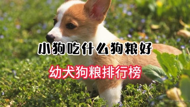 幼犬吃什么狗粮好?6款幼犬狗粮排行来了!