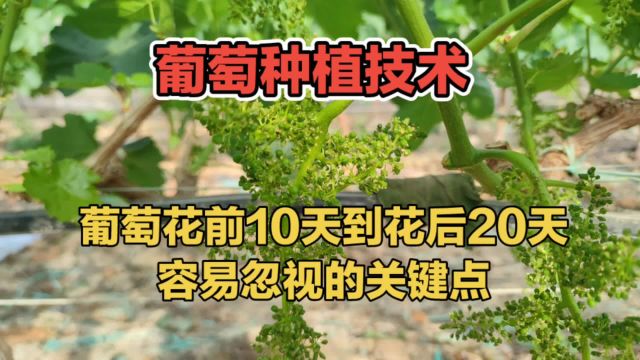 葡萄花前10天到花后20天容易忽视的关键点,你知道吗?