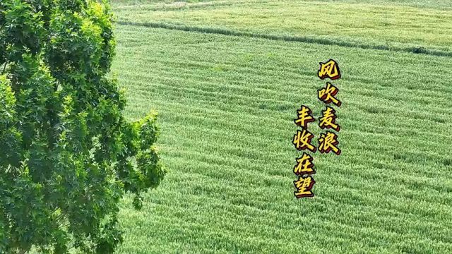 东营市东营区:风吹麦浪 丰收在望