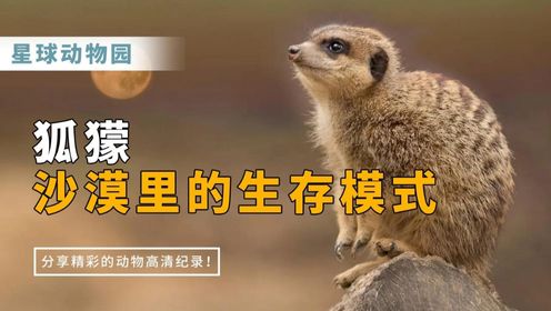 狐獴：沙漠里的生存模式_高清1080P在线观看平台_腾讯视频
