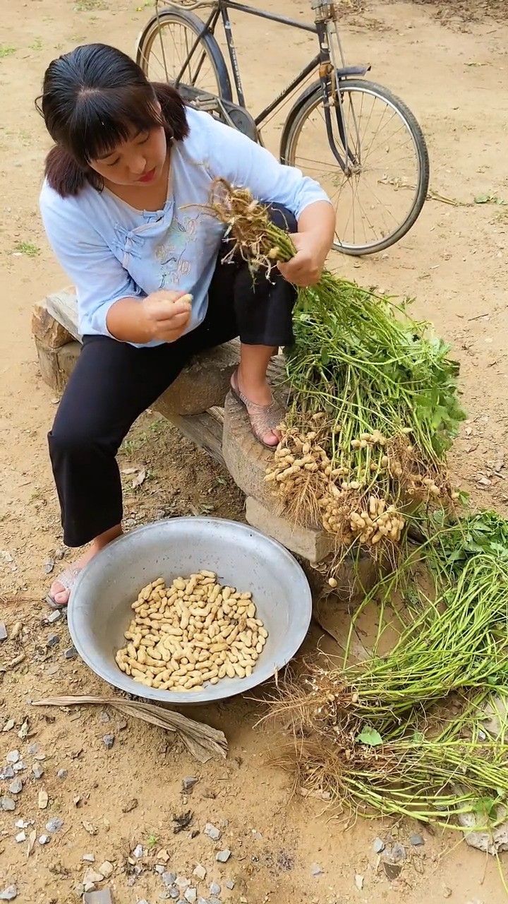 又到了收花生的季节