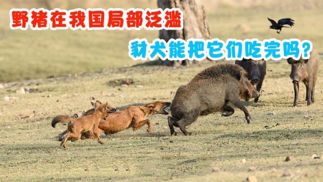 野猪在我国局部泛滥,把8只豺犬放过去,能把它们吃完吗?