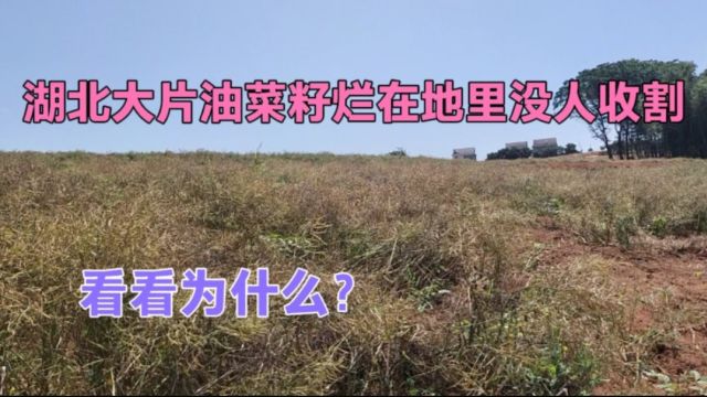 实拍湖北500上亩油菜成熟了,为何不敢收割,来看看什么情况?