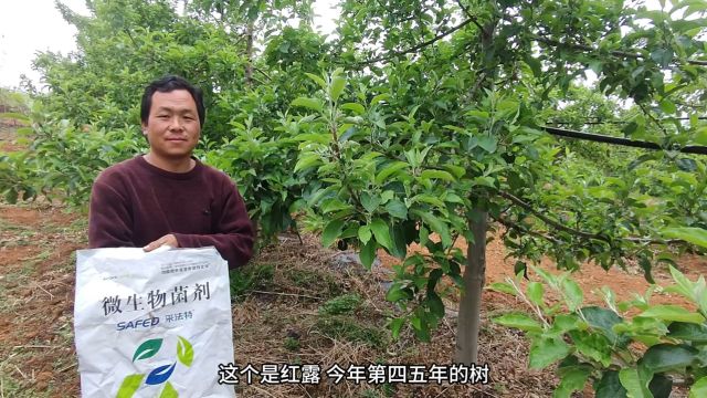 水溶肥云南早熟红露苹果春梢长势旺盛,叶片大、叶片浓绿,深厚,今年的果子肯定全部都是大果,孔师用夫沃施水溶肥全程管理方案.