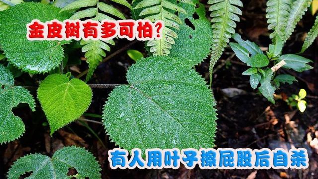 金皮树有多可怕?可毒死一匹马,有人用叶子擦屁股后自杀