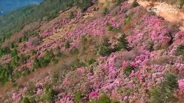 我国野生杜鹃花分布现状考察,我国横断山脉为世界杜鹃花的发源地