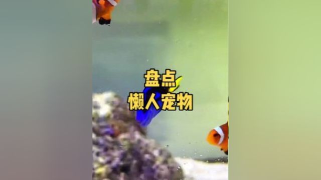 盘点一下懒人必养宠物