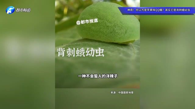 神奇!你以为是苹果味QQ糖?其实它是背刺蛾幼虫