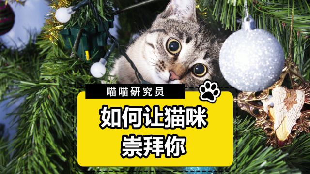 如何让猫咪崇拜你?今天教你几招!