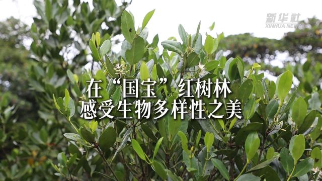 在“国宝”红树林 感受生物多样性之美