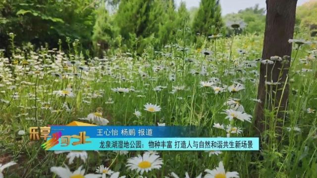 国际生物多样性日|龙泉湖湿地公园:物种丰富 打造人与自然和谐共生新场景