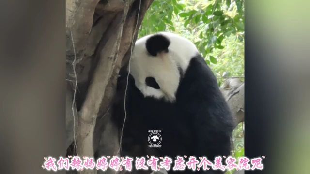 我们辣妈婷婷这营业如何?是不是满分!!#爱护大熊猫人人有责