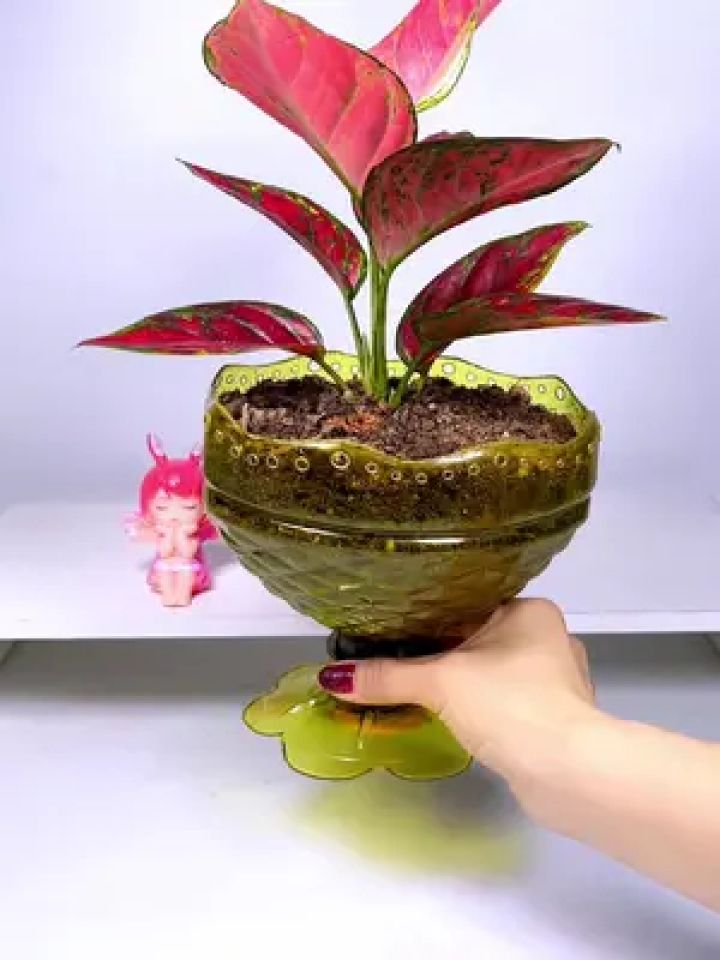 手工 #变废为宝 #自制花盆 #阳台种菜#塑料瓶手工制作盆栽