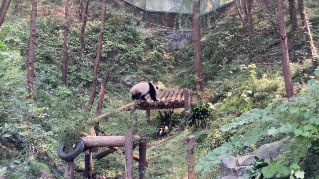 熊猫的竹子情缘:一段大自然的奇妙故事