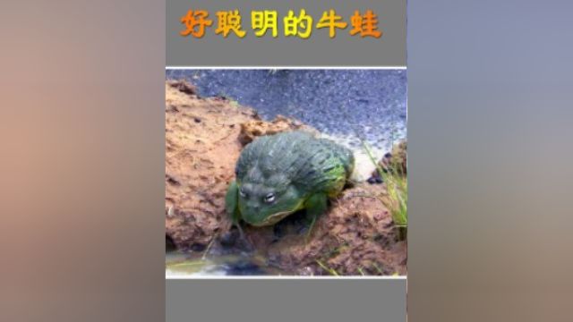 牛蛙竟然这么聪明,它知道如何营救小蝌蚪