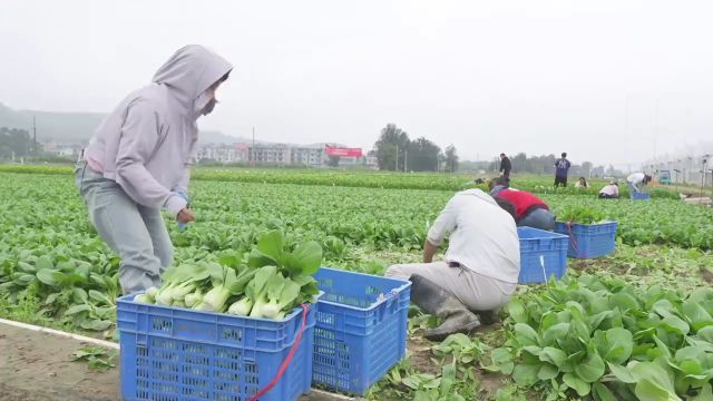 新华视点|福建:构建独具山海特色的食物“资源库”