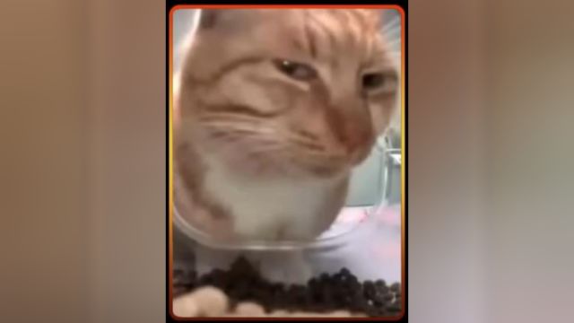 流浪橘猫“新鲜哥”,肚子可以饿原则不能丢,猫粮我只吃现拉的