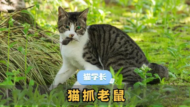 猫鼠天敌?猫天生会抓老鼠?