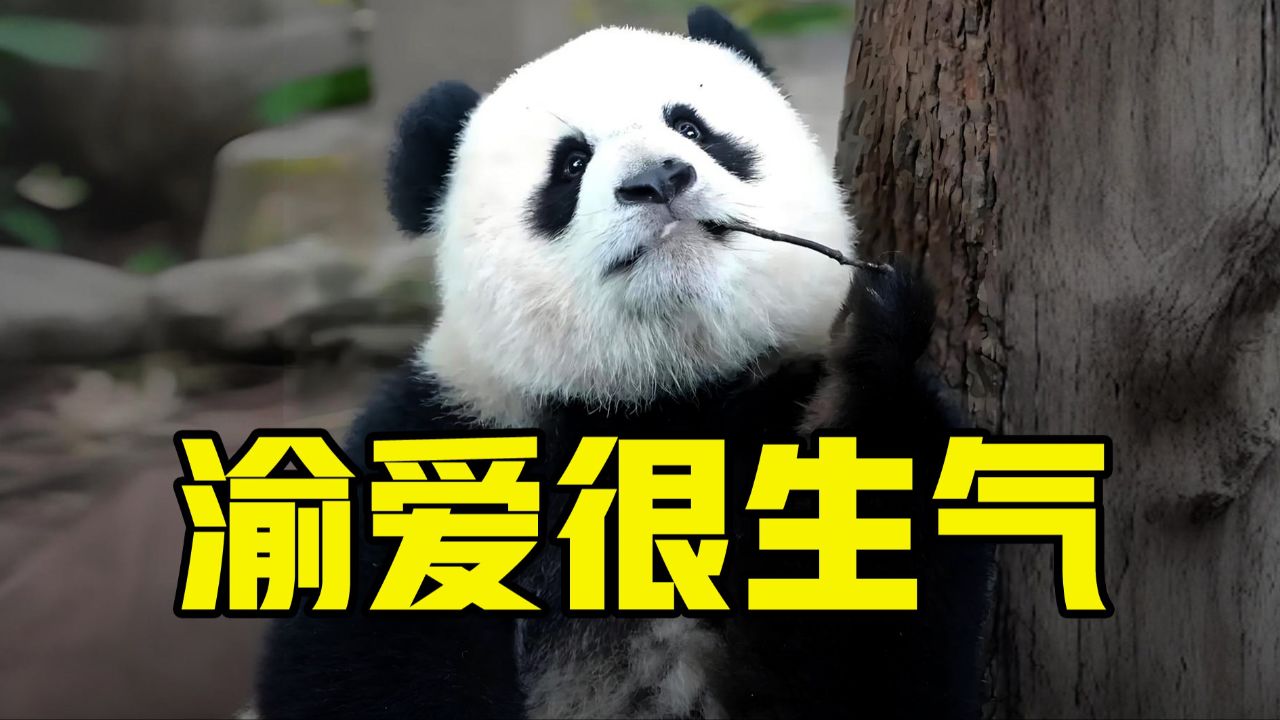 一只智商超群,脾气暴躁的小熊,让馆长屡次道歉