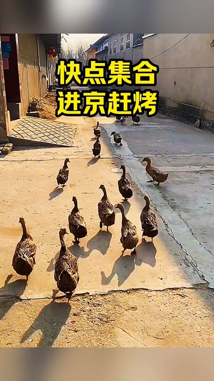 快点集合进京赶烤