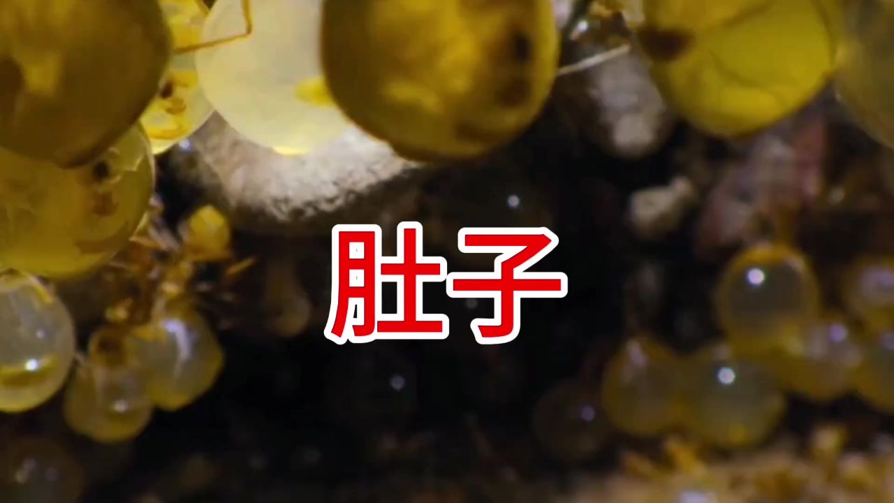 大肚子蚂蚁,蜜罐蚁,活体存储