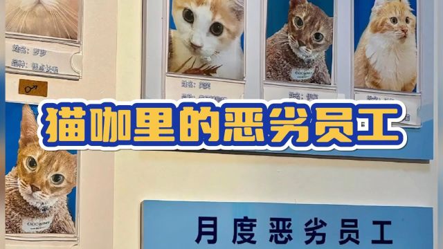 猫咖里的员工简直就是全员恶人,一个个的都不是善茬