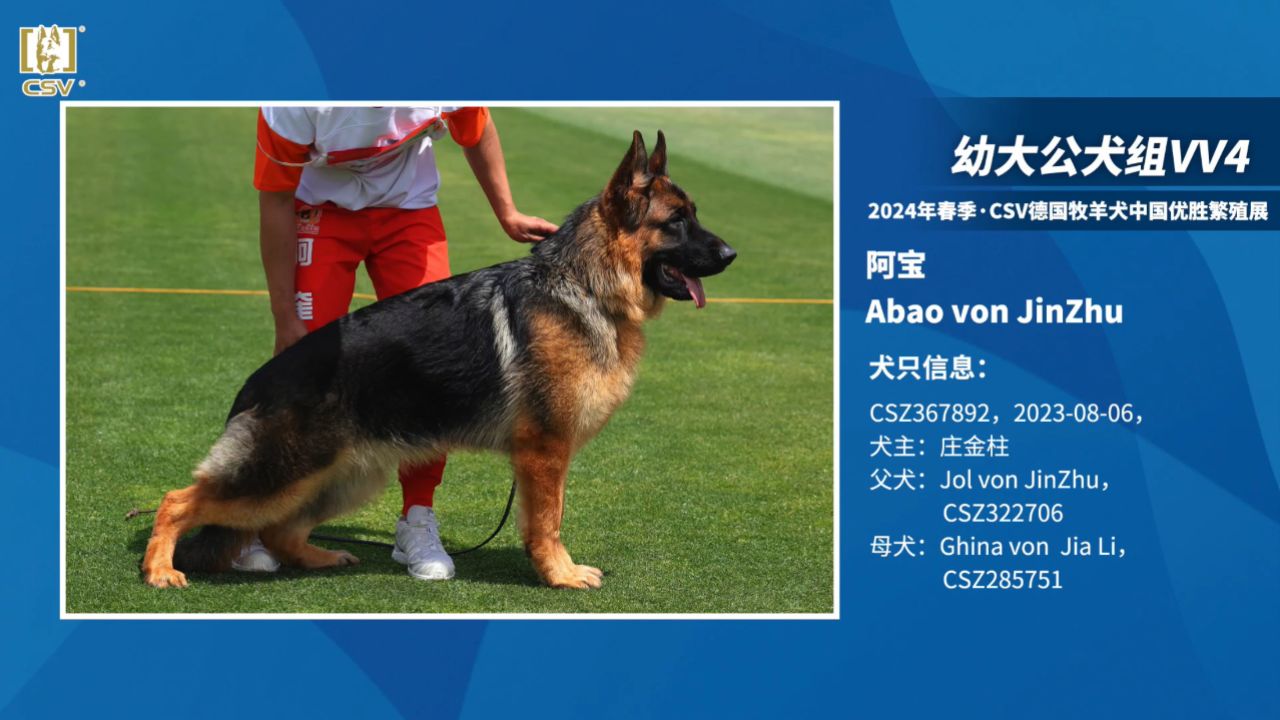 csv德国牧羊犬历届狼王图片