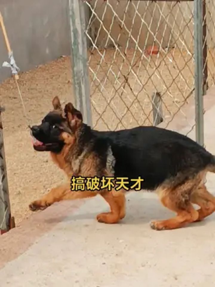 德牧犬 #锤系德牧 #养狗的乐趣 #锤系德牧幼犬 #德牧