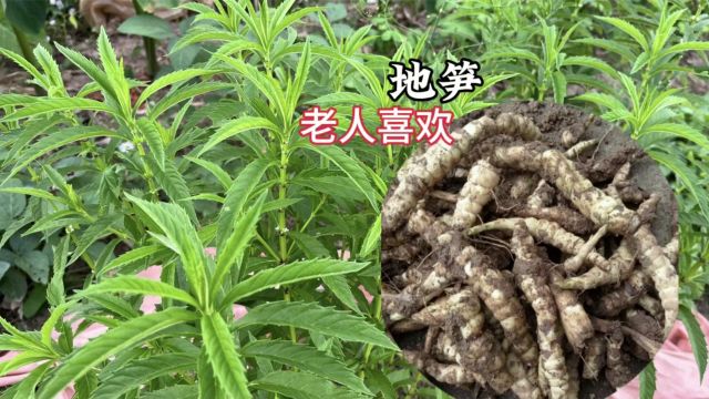 菜地最贵蔬菜“地笋”,也叫冬虫夏草,懂的老人悄悄种植