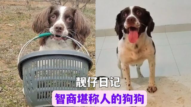 全网最鬼精的狗狗,调皮又懂人情冷暖,网友:就是个小人儿!