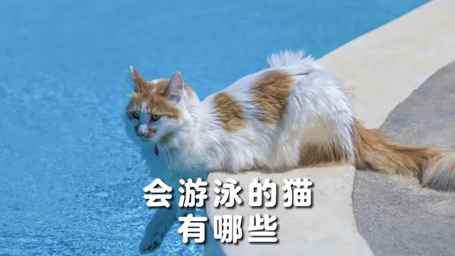 会游泳的猫,让人感到惊讶